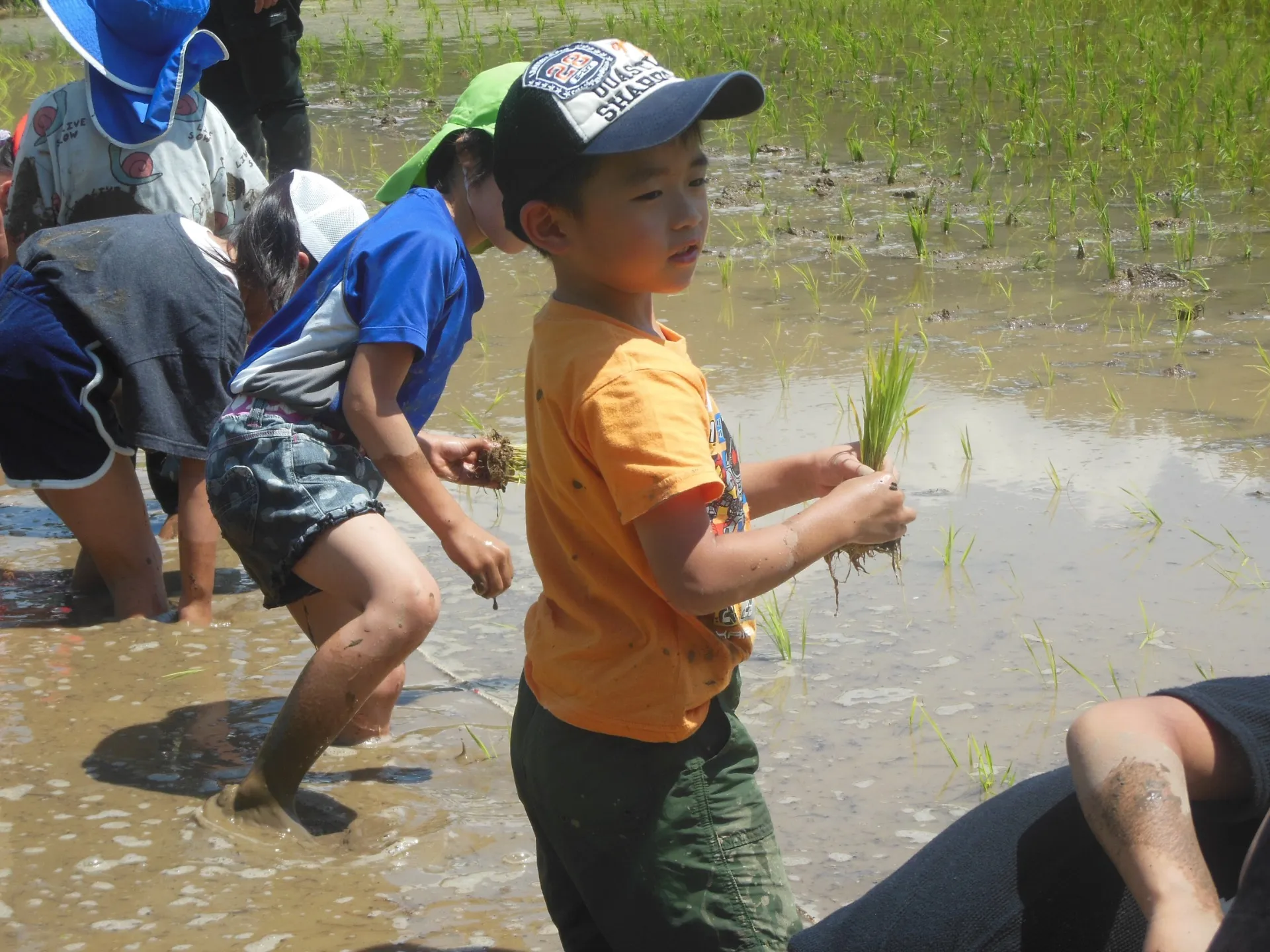 高千穂高校の農場で田植えに参加