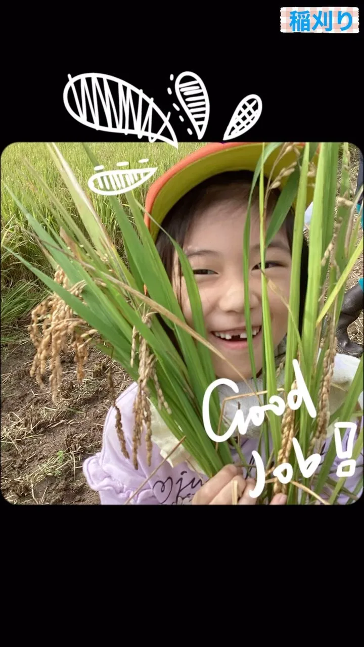 高千穂高校様から稲刈りに誘っていただき、年中長組さんでお邪魔...