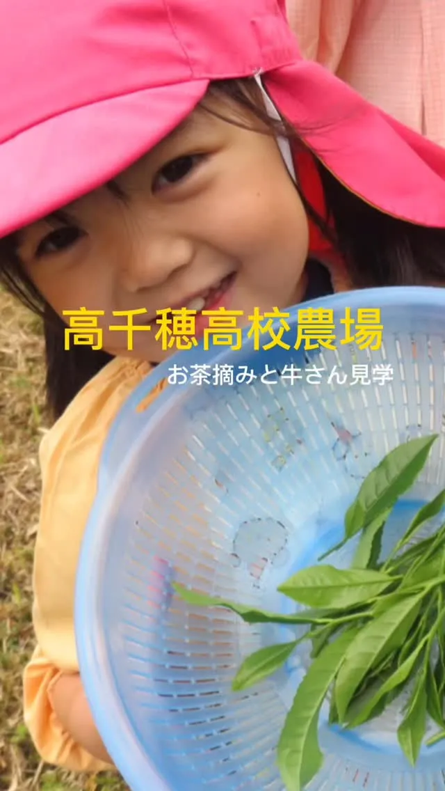 高千穂高校の宮尾野農場へお邪魔し、牛さんの見学やお茶積み体験...
