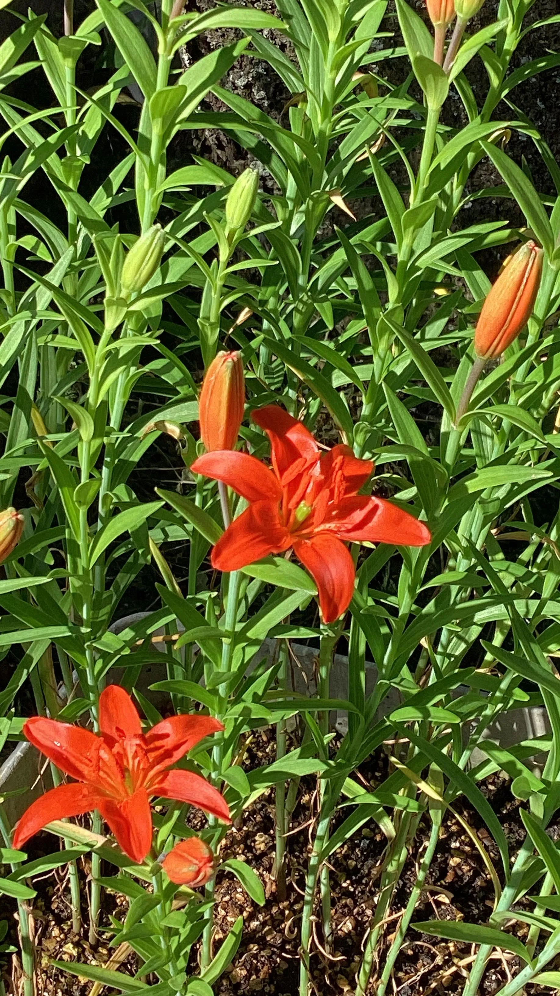 姫ユリを頂きました𓂃❁⃘𓈒𓏸