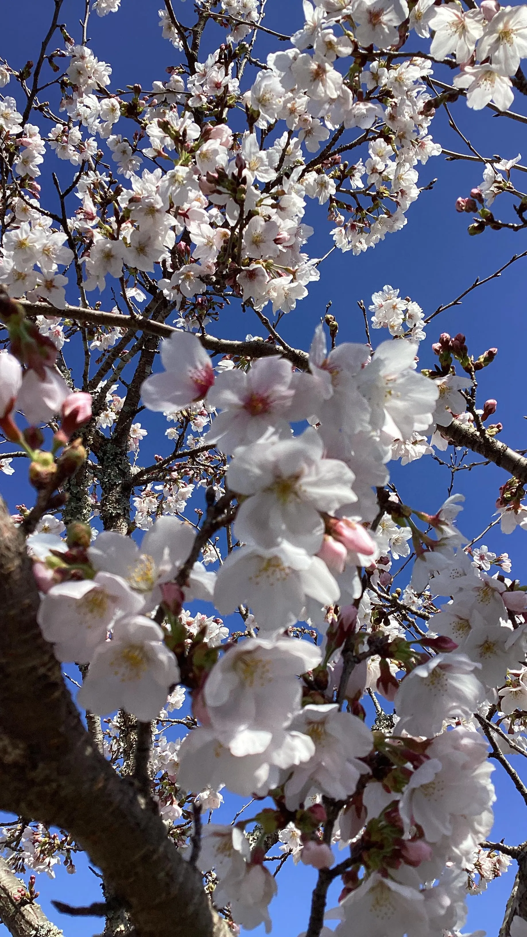 昨日は、高千穂小学校の卒業式でした🎓